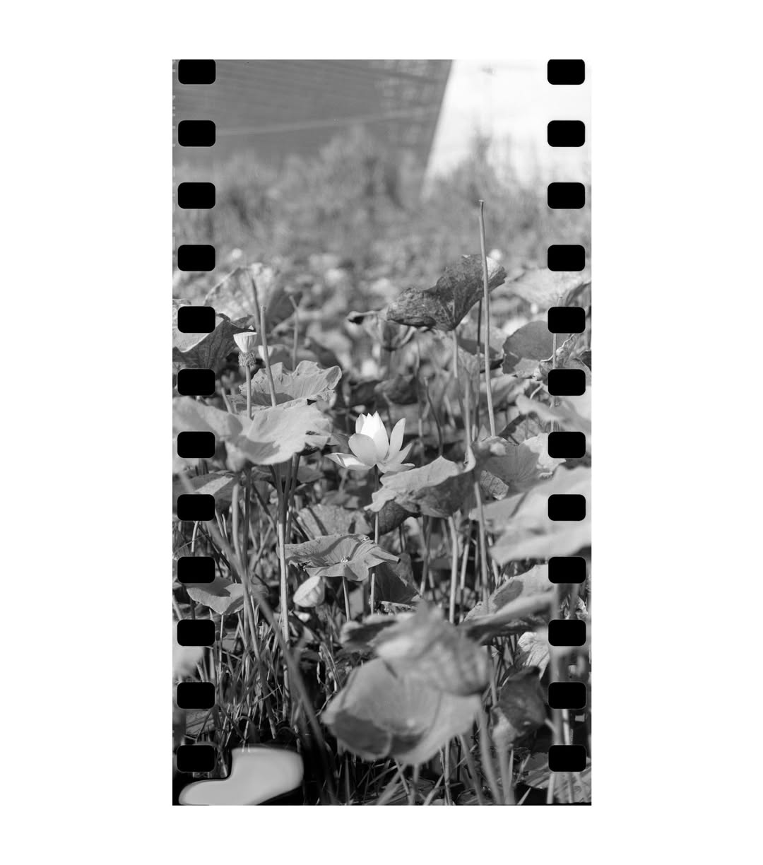 Ảnh panorama hoa sen chụp bằng Rolleiflex 2.8E và scan bởi Forest Lab