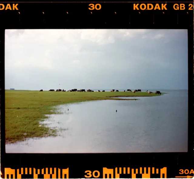 Ảnh Kodak Gold 200 chụp bằng Nikon S3 và scan với Forest Lab F-Stand, F-Holder