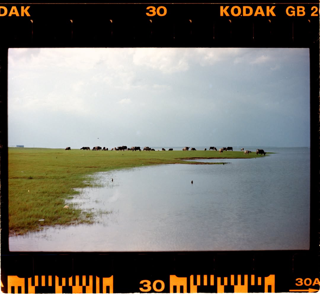 Ảnh Kodak Gold 200 chụp bằng Nikon S3 và scan với Forest Lab F-Stand, F-Holder