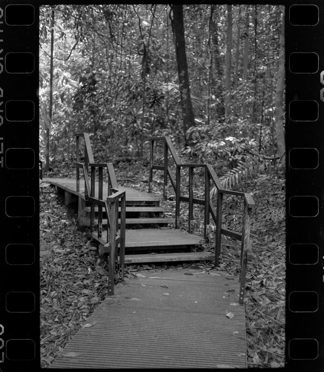 Ảnh Stairway to Heaven chụp Ilford Ortho bằng Nikon S3 và scan bởi Forest Lab